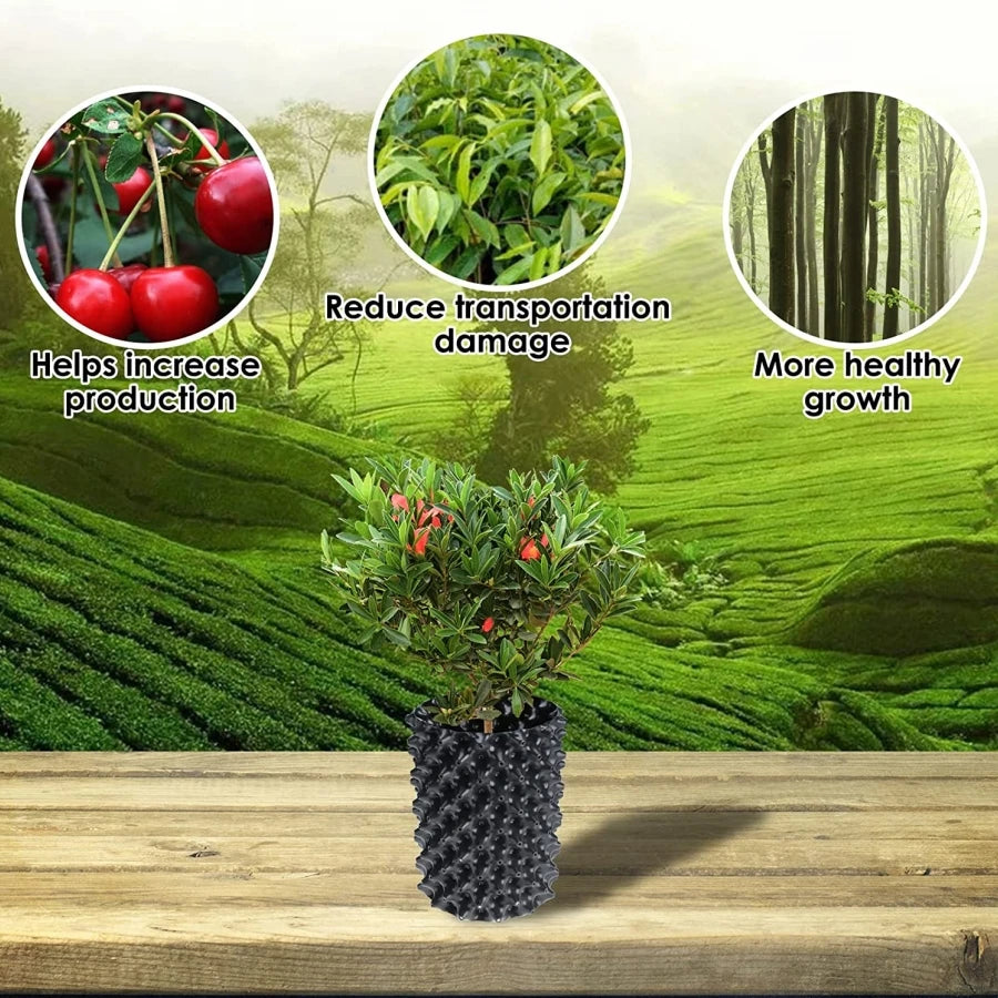 Fast-Growth Bonsai & Plant Training Containers