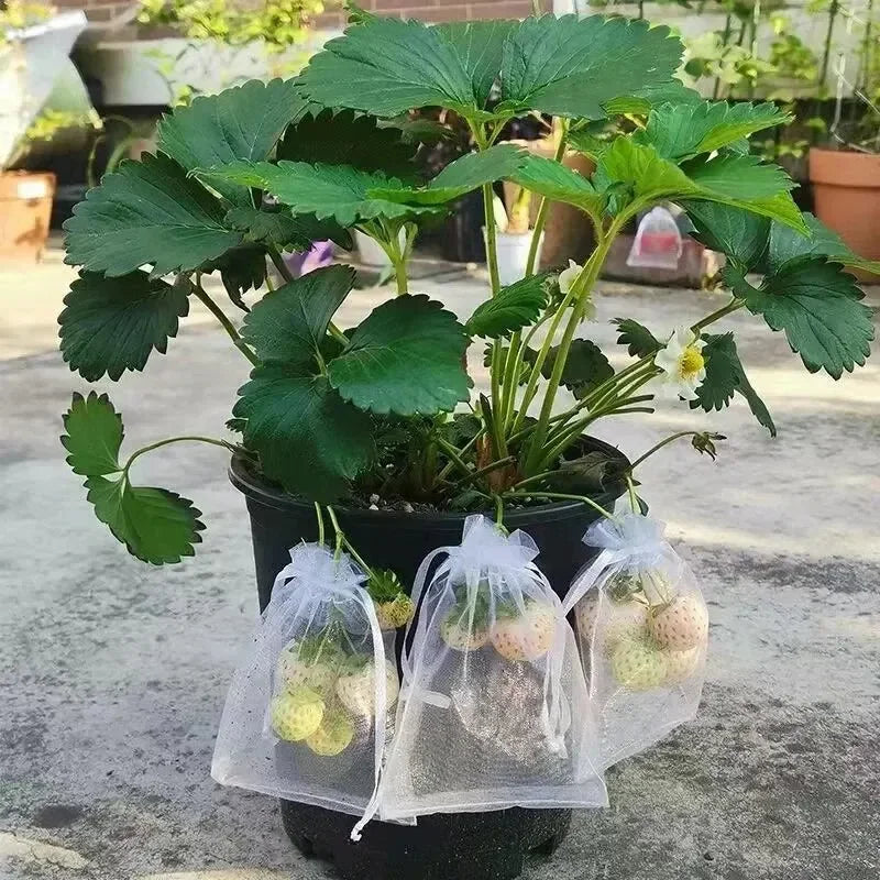 50PCS Fruit Protection Bags
